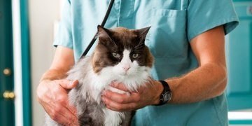猫咪有脂肪肝怎样进行居家治疗?有什么注意事项 猫咪有脂肪肝怎样进行居家治疗?有什么注意事项 - 爱唱歌