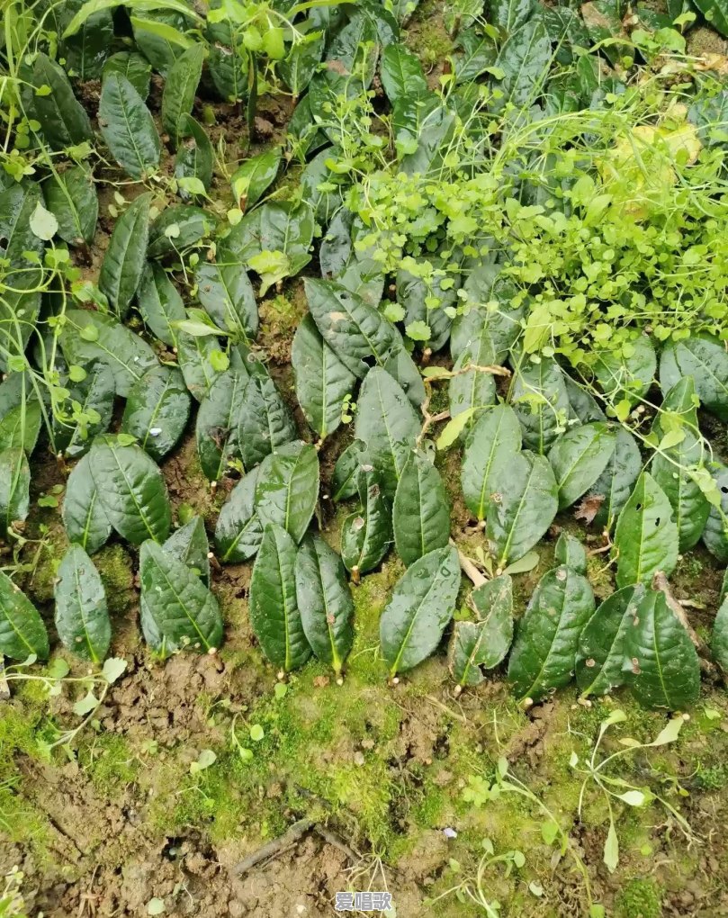 倔强的网络流行词 倔强的网络流行词 - 爱唱歌