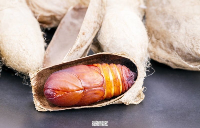 汪苏泷唱如愿是哪个综艺 汪苏泷唱如愿是哪个综艺 - 爱唱歌