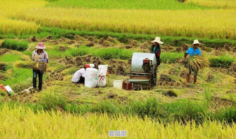 我想批发甘蔗有卖的吗 我想批发甘蔗有卖的吗 - 爱唱歌