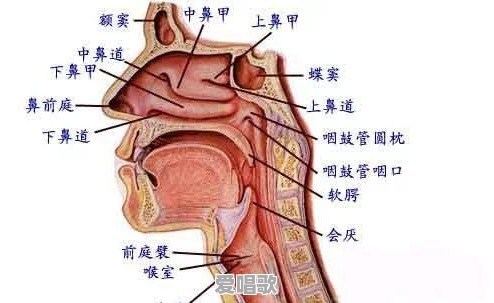 唱歌时的喊话技巧有哪些 - 爱唱歌