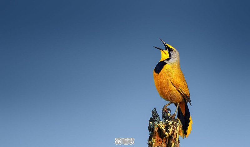 华语乐坛最刺激的合唱歌曲 华语乐坛最刺激的合唱歌曲 - 爱唱歌