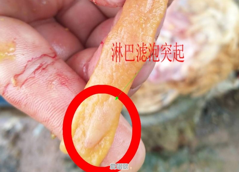 新城发展和新城控股的区别 - 爱唱歌